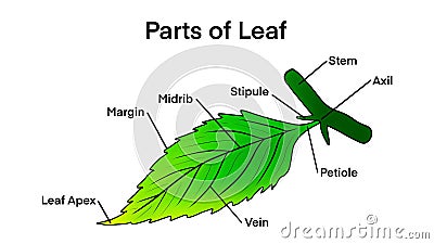 Basic leaf parts, external structure infographics, Leaf anatomy Stock Photo